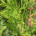 Thuja plicata 'Atrovirens'