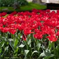 Tulipa 'Abba'