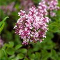 Syringa 'Tinkerbelle'®