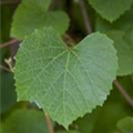 Vitis amurensis