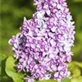 Syringa vulgaris