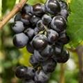 Vitis vinifera