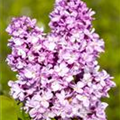 Syringa vulgaris 'Andenken an Ludwig Späth'