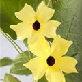 Thunbergia alata 'Lemon Star'