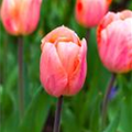 Tulipa 'Apricot Beauty'