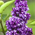 Syringa vulgaris 'Charles Joly'