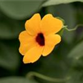 Thunbergia alata 'Sunny Susy'