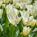 Tulipa 'Arctic Flame'