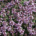 Thymus herba-barona