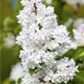 Syringa vulgaris 'Mme Lemoine'