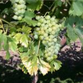 Vitis vinifera 'Fanny'(s)