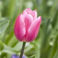 Tulipa 'Barcelona'