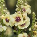 Verbascum 'Dark Eyes'