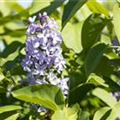 Syringa vulgaris 'President Lincoln'