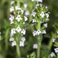 Thymus serpyllum 'Albus'