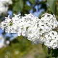 Syringa vulgaris, weiß