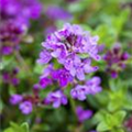 Thymus serpyllum 'Coccineus'