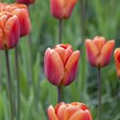 Tulipa 'Brown Sugar'