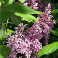 Syringa x prestoniae 'Minuet'