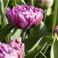 Tulipa 'Double Flag'