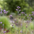 Verbena bonariensis