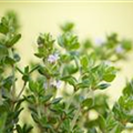 Thymus vulgaris 'Fredo'