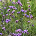 Verbena bonariensis 'Lollipop'