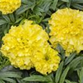 Tagetes erecta