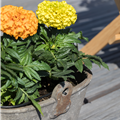 Tagetes erecta 'Antigua Orange'