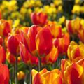 Tulipa 'Flair'