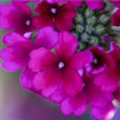 Verbena Hybride