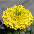 Tagetes erecta 'Antigua Yellow'