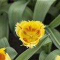 Tulipa 'Flamenco'