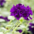 Verbena 'Lascar'®