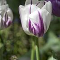 Tulipa 'Flaming Flag'