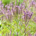 Verbena officinalis