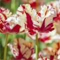 Tulipa 'Flaming Parrot'