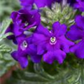 Verbena 'Vepita Blue Violet'