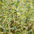 Thymus x citriodorus 'Mystic Lemon'