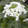 Verbena 'Vepita White'