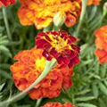 Tagetes patula