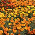 Tagetes patula 'Feuerball'