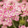 Verbena 'Voodoo Pink Star'