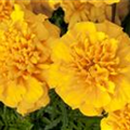 Tagetes patula 'Bonanza Gold'