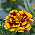 Tagetes patula 'Colossus'