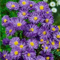 Aster novi-belgii 'Blaukuppel'