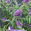 Buddleja davidii 'Lilac Chip'(s)