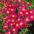 Aster novi-belgii 'Crimson Brocade'