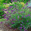 Buddleja davidii 'Nanho Blue'