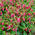 Campanula punctata 'Beetroot'